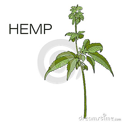 Template hemp Vector Illustration