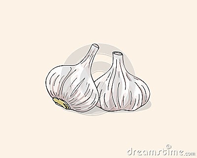 Vector color illustration of garlic. Garlics isolated on white background. Vegetable Icon. Garlic hand drawn vector illustration Vector Illustration