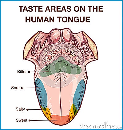 Vector - Color map of taste receptors in the tongue, four flavors - sweet, sour, bitter, salty. Vector illustration Vector Illustration