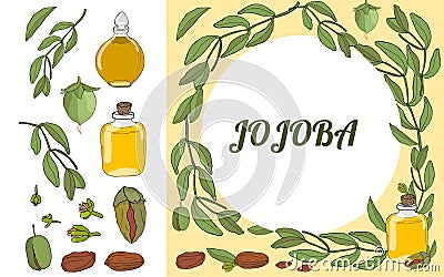 Vector color set of hand drawnjojoba elements. Vector Illustration