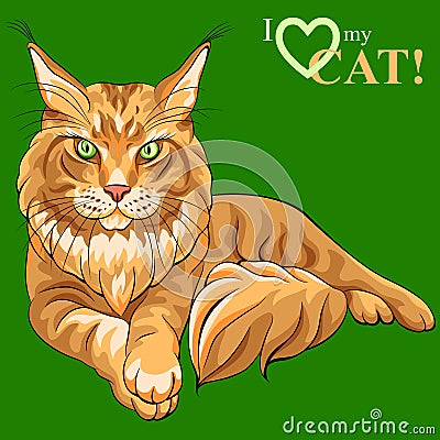 Vector color sketch fluffy Maine Coon cat Vector Illustration