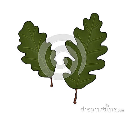 Vector colored green oak leaf icon Vector Illustration