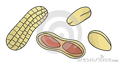 Vector colored peanut icon. Set of isolated monochrome nuts. Food line drawing illustration in cartoon or doodle style isolated on Vector Illustration