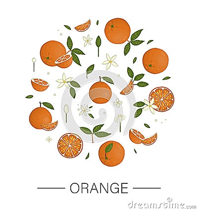 Vector colored set of oranges framed in circle isolated on white background Vector Illustration