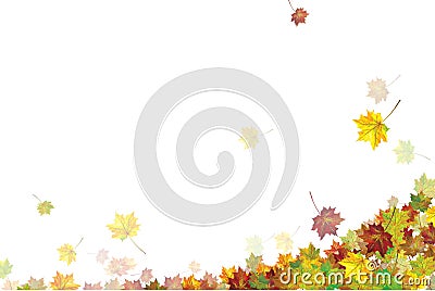 Vector colorful, autumnal maple leaves, isolated. Vector Illustration