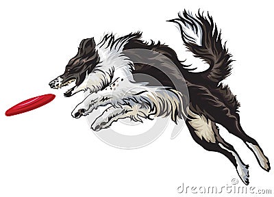 Border collie playing frisbee Vector Illustration