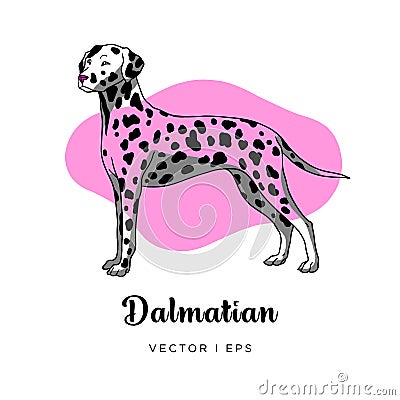 Vector colorful image depicting a cute female dalmatian dog standing Stock Photo