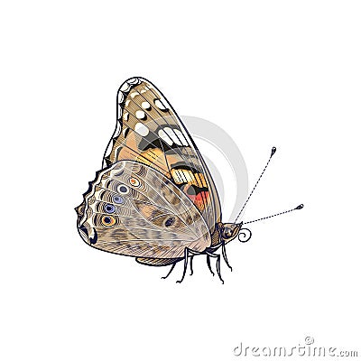 Vector Colorful Painted Lady Butterfly Side View Vector Illustration