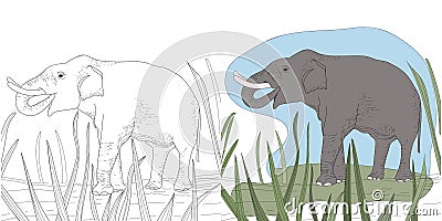 Vector coloring of the book pages. Animals in nature. Big adult elephant in the grass. Vector Illustration