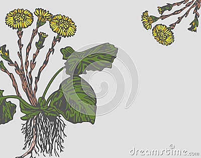 Vector Coltsfoot with Flowers Vector Illustration