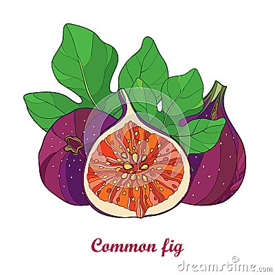 Vector composition with outline Common Fig or Ficus carica. Ripe purple fruit, slice and green leaf isolated on white background. Vector Illustration