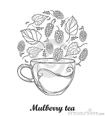 Vector contour transparency cup of Mulberry or Morus herbal tea isolated on white background. Floral elements with Mulberry. Vector Illustration