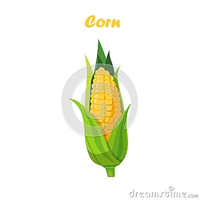 Vector corn cob Vector Illustration