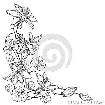 Vector corner bouquet with outline Aquilegia or Columbine flower, bud and leaf in black isolated on white background. Vector Illustration