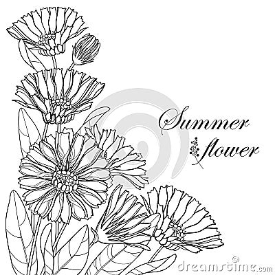 Vector corner bouquet of outline Calendula officinalis or pot marigold, bud, leaf and flower in black isolated on white background Vector Illustration