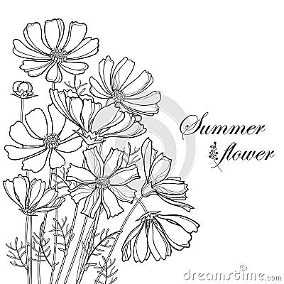 Vector corner bouquet with outline Cosmos or Cosmea flower bunch, ornate leaf and bud in black isolated on white background. Vector Illustration