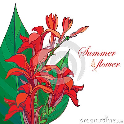 Vector corner bouquet of outline red Canna lily or Canna. Flower bunch, bud and leaf isolated on white background. Vector Illustration