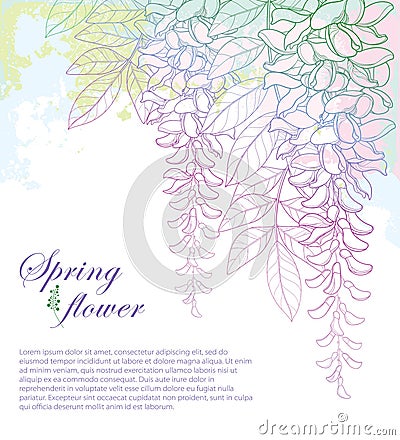 Vector corner bouquet of outline Wisteria or Wistaria flower bunch, bud and leaf on the pastel pink and green textured background. Vector Illustration