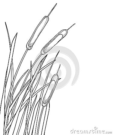 Vector corner bunch of outline Bulrush or reed or cattail with leaves in black isolated on white background. Swamp grass plant. Vector Illustration