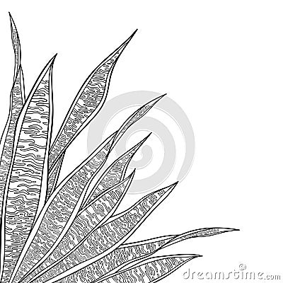 Vector corner bunch of outline Sansevieria trifasciata or snake plant or mother-in-law`s tongue leaf in black isolated on white. Vector Illustration