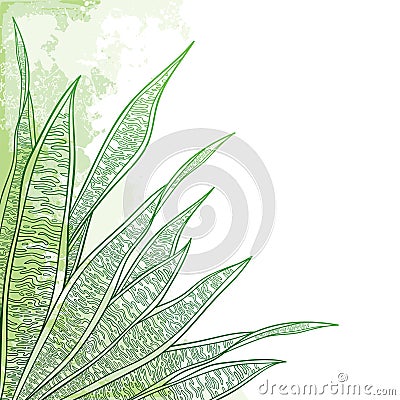 Vector corner bunch of outline Sansevieria trifasciata or snake plant or mother-in-law`s tongue leaves in pastel green. Vector Illustration