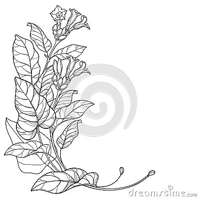 Vector corner bunch of outline toxic Tobacco plant or Nicotiana flower, bud and leaf in black isolated on white background. Vector Illustration
