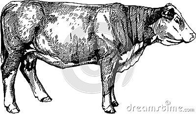 Vector cows graphics illustration farm animals Hereford calf Cartoon Illustration