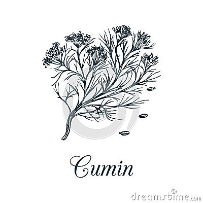 Vector cumin with seeds illustration. Culinary aromatic spice sketch. Botanical drawing of caraway in engraving style. Vector Illustration