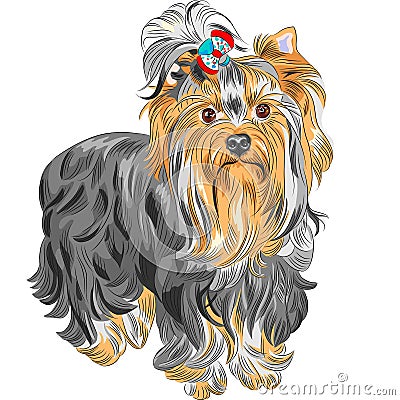 Vector cute pedigreed dog Yorkshire terrier Vector Illustration