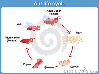 Vector Cycle of ant for kids Vector Illustration