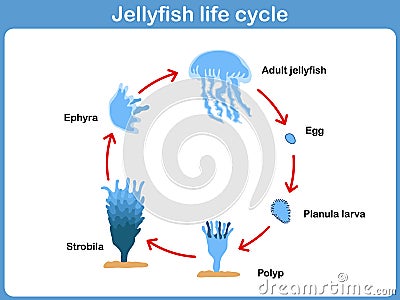 Vector Cycle of jellyfish for kids Vector Illustration