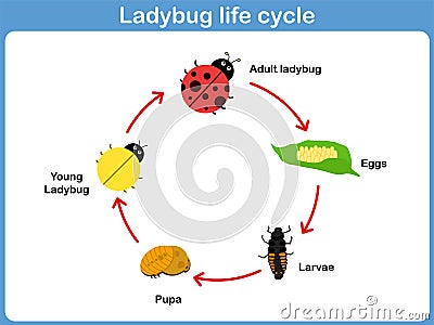 Vector Cycle of ladybug for kids Vector Illustration