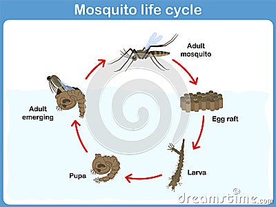 Vector Cycle of mosquito for kids Vector Illustration