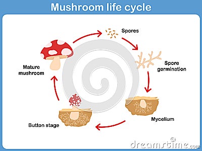 Vector Cycle of mushroom for kids Vector Illustration