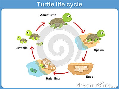 Vector Cycle of turtle for kids Vector Illustration
