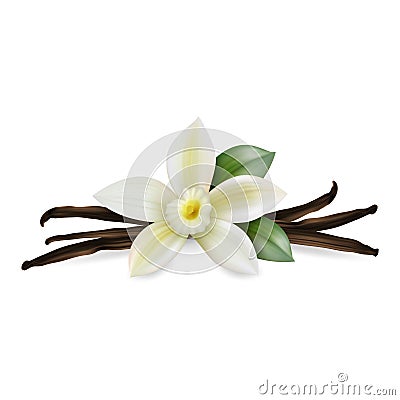 Vector 3d Realistic Composition with Sweet Scented Fresh Vanilla Flower with Dried Seed Pods and Leaves Set Closeup Vector Illustration