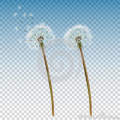 Vector 3d Realistic Dandelion Icon Set Closeup Isolated on Transparent Background. Nature Floral Spring or Summer Vector Illustration