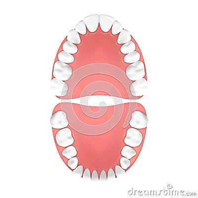 Vector 3d Realistic Teeth, Upper and Lower Adult Jaw, Top View. Anatomy Concept. Orthodontist Human Teeth Scheme Vector Illustration