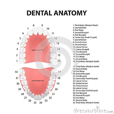 Vector 3d Realistic Teeth, Upper, Lower Adult Jaw, Top View. Anatomy Concept. Orthodontist Human Teeth Scheme. Medical Vector Illustration