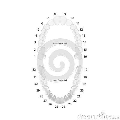 Vector 3d Realistic Teeth, Upper, Lower Adult Jaw, Top View. Anatomy Concept. Orthodontist Human Teeth Scheme Isolated Vector Illustration