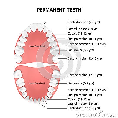 Vector 3d Realistic Teeth, Upper, Lower Adult Jaw, Top View. Anatomy Concept. Orthodontist Human Teeth Scheme. Medical Vector Illustration