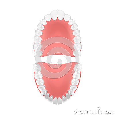 Vector 3d Realistic Teeth, Upper, Lower Adult Jaw, Top View. Anatomy Concept. Orthodontist Human Teeth Scheme. Medical Vector Illustration