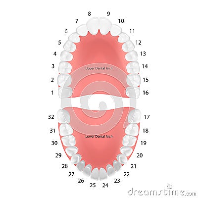 Vector 3d Realistic Teeth, Upper, Lower Adult Jaw, Top View. Anatomy Concept. Orthodontist Human Teeth Scheme. Medical Vector Illustration