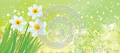 Vector daffodil flowers on spring background. Vector Illustration