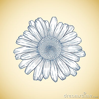 Vector daisy flower. Vector Illustration