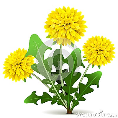 Vector Dandelion Vector Illustration