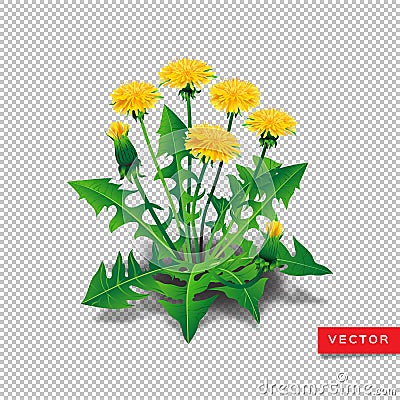 Vector dandelions isolated. Realistic yellow dandelions with leaves on a transparent background Vector Illustration