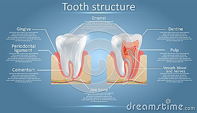 Vector dental anatomy and tooth structure diagram Vector Illustration