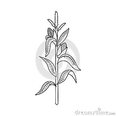 Vector design of corn and stalk icon. Set of corn and field stock vector illustration. Vector Illustration