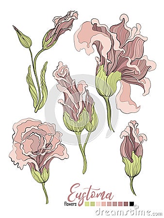 Vector floral bouquet design: garden pink peach lavender creamy powder pale Eustoma flower. Wedding vector invite card. Vector des Stock Photo